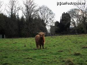 [P37] Pe malul Loch Ness-ului, la Invermoriston, în locul pentru 'stupid tourists' care doresc să pozeze văcuțele scoțiene!  » foto by ariciu*
 - 
<span class="allrVoted glyphicon glyphicon-heart hidden" id="av574242"></span>
<a class="m-l-10 hidden" id="sv574242" onclick="voting_Foto_DelVot(,574242,5887)" role="button">șterge vot <span class="glyphicon glyphicon-remove"></span></a>
<a id="v9574242" class=" c-red"  onclick="voting_Foto_SetVot(574242)" role="button"><span class="glyphicon glyphicon-heart-empty"></span> <b>LIKE</b> = Votează poza</a> <img class="hidden"  id="f574242W9" src="/imagini/loader.gif" border="0" /><span class="AjErrMes hidden" id="e574242ErM"></span>