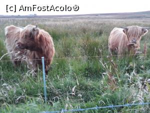 [P31] Vacutele pletoase din Ținutul Caithness.  » foto by Aurici
 - 
<span class="allrVoted glyphicon glyphicon-heart hidden" id="av930169"></span>
<a class="m-l-10 hidden" id="sv930169" onclick="voting_Foto_DelVot(,930169,5887)" role="button">șterge vot <span class="glyphicon glyphicon-remove"></span></a>
<a id="v9930169" class=" c-red"  onclick="voting_Foto_SetVot(930169)" role="button"><span class="glyphicon glyphicon-heart-empty"></span> <b>LIKE</b> = Votează poza</a> <img class="hidden"  id="f930169W9" src="/imagini/loader.gif" border="0" /><span class="AjErrMes hidden" id="e930169ErM"></span>