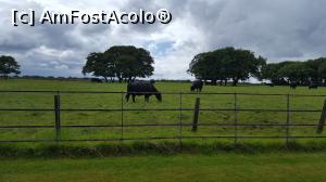 [P37] Vacutele Angus de Aberdeen la Castelul Reginei Mama.  » foto by Aurici
 - 
<span class="allrVoted glyphicon glyphicon-heart hidden" id="av930175"></span>
<a class="m-l-10 hidden" id="sv930175" onclick="voting_Foto_DelVot(,930175,5887)" role="button">șterge vot <span class="glyphicon glyphicon-remove"></span></a>
<a id="v9930175" class=" c-red"  onclick="voting_Foto_SetVot(930175)" role="button"><span class="glyphicon glyphicon-heart-empty"></span> <b>LIKE</b> = Votează poza</a> <img class="hidden"  id="f930175W9" src="/imagini/loader.gif" border="0" /><span class="AjErrMes hidden" id="e930175ErM"></span>