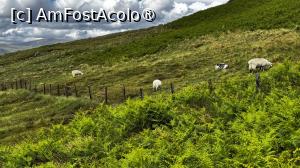[P35] Jos ne așteptau oitele » foto by Mika
 - 
<span class="allrVoted glyphicon glyphicon-heart hidden" id="av1486947"></span>
<a class="m-l-10 hidden" id="sv1486947" onclick="voting_Foto_DelVot(,1486947,5887)" role="button">șterge vot <span class="glyphicon glyphicon-remove"></span></a>
<a id="v91486947" class=" c-red"  onclick="voting_Foto_SetVot(1486947)" role="button"><span class="glyphicon glyphicon-heart-empty"></span> <b>LIKE</b> = Votează poza</a> <img class="hidden"  id="f1486947W9" src="/imagini/loader.gif" border="0" /><span class="AjErrMes hidden" id="e1486947ErM"></span>
