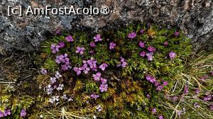 [P09] Purple Saxifrage, una dintre cele mai rezistente plante alpine din lume » foto by Mika
 - 
<span class="allrVoted glyphicon glyphicon-heart hidden" id="av1486921"></span>
<a class="m-l-10 hidden" id="sv1486921" onclick="voting_Foto_DelVot(,1486921,5887)" role="button">șterge vot <span class="glyphicon glyphicon-remove"></span></a>
<a id="v91486921" class=" c-red"  onclick="voting_Foto_SetVot(1486921)" role="button"><span class="glyphicon glyphicon-heart-empty"></span> <b>LIKE</b> = Votează poza</a> <img class="hidden"  id="f1486921W9" src="/imagini/loader.gif" border="0" /><span class="AjErrMes hidden" id="e1486921ErM"></span>