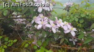 [P26] gradinile castelului » foto by geani anto
 - 
<span class="allrVoted glyphicon glyphicon-heart hidden" id="av999533"></span>
<a class="m-l-10 hidden" id="sv999533" onclick="voting_Foto_DelVot(,999533,5887)" role="button">șterge vot <span class="glyphicon glyphicon-remove"></span></a>
<a id="v9999533" class=" c-red"  onclick="voting_Foto_SetVot(999533)" role="button"><span class="glyphicon glyphicon-heart-empty"></span> <b>LIKE</b> = Votează poza</a> <img class="hidden"  id="f999533W9" src="/imagini/loader.gif" border="0" /><span class="AjErrMes hidden" id="e999533ErM"></span>