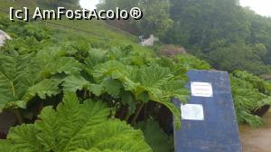 [P28] Gunnera manicata » foto by geani anto
 - 
<span class="allrVoted glyphicon glyphicon-heart hidden" id="av999535"></span>
<a class="m-l-10 hidden" id="sv999535" onclick="voting_Foto_DelVot(,999535,5887)" role="button">șterge vot <span class="glyphicon glyphicon-remove"></span></a>
<a id="v9999535" class=" c-red"  onclick="voting_Foto_SetVot(999535)" role="button"><span class="glyphicon glyphicon-heart-empty"></span> <b>LIKE</b> = Votează poza</a> <img class="hidden"  id="f999535W9" src="/imagini/loader.gif" border="0" /><span class="AjErrMes hidden" id="e999535ErM"></span>