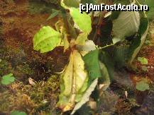 [P15] Lacusta 'transformata' in frunza... cea din fata, mai deschisa la culoare » foto by Irina1974
 - 
<span class="allrVoted glyphicon glyphicon-heart hidden" id="av80496"></span>
<a class="m-l-10 hidden" id="sv80496" onclick="voting_Foto_DelVot(,80496,5925)" role="button">șterge vot <span class="glyphicon glyphicon-remove"></span></a>
<a id="v980496" class=" c-red"  onclick="voting_Foto_SetVot(80496)" role="button"><span class="glyphicon glyphicon-heart-empty"></span> <b>LIKE</b> = Votează poza</a> <img class="hidden"  id="f80496W9" src="/imagini/loader.gif" border="0" /><span class="AjErrMes hidden" id="e80496ErM"></span>