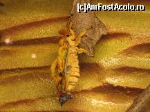 [P21] Acesta abia iese din pupa.... are aripile mototolite! » foto by Irina1974
 - 
<span class="allrVoted glyphicon glyphicon-heart hidden" id="av80502"></span>
<a class="m-l-10 hidden" id="sv80502" onclick="voting_Foto_DelVot(,80502,5925)" role="button">șterge vot <span class="glyphicon glyphicon-remove"></span></a>
<a id="v980502" class=" c-red"  onclick="voting_Foto_SetVot(80502)" role="button"><span class="glyphicon glyphicon-heart-empty"></span> <b>LIKE</b> = Votează poza</a> <img class="hidden"  id="f80502W9" src="/imagini/loader.gif" border="0" /><span class="AjErrMes hidden" id="e80502ErM"></span>