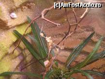 [P06] Nu e prea clara poza... dar chestia asta maronie cu picioare din prim plan este o lacusta! » foto by Irina1974
 - 
<span class="allrVoted glyphicon glyphicon-heart hidden" id="av80487"></span>
<a class="m-l-10 hidden" id="sv80487" onclick="voting_Foto_DelVot(,80487,5925)" role="button">șterge vot <span class="glyphicon glyphicon-remove"></span></a>
<a id="v980487" class=" c-red"  onclick="voting_Foto_SetVot(80487)" role="button"><span class="glyphicon glyphicon-heart-empty"></span> <b>LIKE</b> = Votează poza</a> <img class="hidden"  id="f80487W9" src="/imagini/loader.gif" border="0" /><span class="AjErrMes hidden" id="e80487ErM"></span>