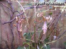 [P07] Aici se vede mai clar...aceste lacuste au picioare cu aspect de frunze si sunt MARI!!! » foto by Irina1974
 - 
<span class="allrVoted glyphicon glyphicon-heart hidden" id="av80488"></span>
<a class="m-l-10 hidden" id="sv80488" onclick="voting_Foto_DelVot(,80488,5925)" role="button">șterge vot <span class="glyphicon glyphicon-remove"></span></a>
<a id="v980488" class=" c-red"  onclick="voting_Foto_SetVot(80488)" role="button"><span class="glyphicon glyphicon-heart-empty"></span> <b>LIKE</b> = Votează poza</a> <img class="hidden"  id="f80488W9" src="/imagini/loader.gif" border="0" /><span class="AjErrMes hidden" id="e80488ErM"></span>