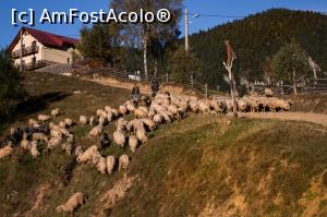 [P13] Pastoral in satul Magura.  » foto by dunhil1
 - 
<span class="allrVoted glyphicon glyphicon-heart hidden" id="av802411"></span>
<a class="m-l-10 hidden" id="sv802411" onclick="voting_Foto_DelVot(,802411,5950)" role="button">șterge vot <span class="glyphicon glyphicon-remove"></span></a>
<a id="v9802411" class=" c-red"  onclick="voting_Foto_SetVot(802411)" role="button"><span class="glyphicon glyphicon-heart-empty"></span> <b>LIKE</b> = Votează poza</a> <img class="hidden"  id="f802411W9" src="/imagini/loader.gif" border="0" /><span class="AjErrMes hidden" id="e802411ErM"></span>