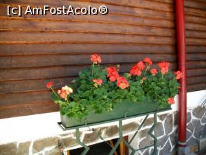 [P10] Alte flori.  » foto by Zoazore
 - 
<span class="allrVoted glyphicon glyphicon-heart hidden" id="av784224"></span>
<a class="m-l-10 hidden" id="sv784224" onclick="voting_Foto_DelVot(,784224,5977)" role="button">șterge vot <span class="glyphicon glyphicon-remove"></span></a>
<a id="v9784224" class=" c-red"  onclick="voting_Foto_SetVot(784224)" role="button"><span class="glyphicon glyphicon-heart-empty"></span> <b>LIKE</b> = Votează poza</a> <img class="hidden"  id="f784224W9" src="/imagini/loader.gif" border="0" /><span class="AjErrMes hidden" id="e784224ErM"></span>