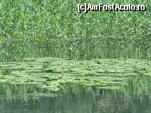 [P14] Nuferi galbeni pe lacul Gradiste , tijele lor lungi pot sa atinga peste 2 m » foto by TORA INGRID
 - 
<span class="allrVoted glyphicon glyphicon-heart hidden" id="av82398"></span>
<a class="m-l-10 hidden" id="sv82398" onclick="voting_Foto_DelVot(,82398,5978)" role="button">șterge vot <span class="glyphicon glyphicon-remove"></span></a>
<a id="v982398" class=" c-red"  onclick="voting_Foto_SetVot(82398)" role="button"><span class="glyphicon glyphicon-heart-empty"></span> <b>LIKE</b> = Votează poza</a> <img class="hidden"  id="f82398W9" src="/imagini/loader.gif" border="0" /><span class="AjErrMes hidden" id="e82398ErM"></span>
