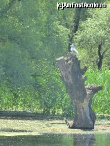 [P16] Un pescarus cocotat  pe un trunchi uscat si sectionat  de salcie se odihneste sau poate doar asteapta ..pranzul » foto by TORA INGRID
 - 
<span class="allrVoted glyphicon glyphicon-heart hidden" id="av82400"></span>
<a class="m-l-10 hidden" id="sv82400" onclick="voting_Foto_DelVot(,82400,5978)" role="button">șterge vot <span class="glyphicon glyphicon-remove"></span></a>
<a id="v982400" class=" c-red"  onclick="voting_Foto_SetVot(82400)" role="button"><span class="glyphicon glyphicon-heart-empty"></span> <b>LIKE</b> = Votează poza</a> <img class="hidden"  id="f82400W9" src="/imagini/loader.gif" border="0" /><span class="AjErrMes hidden" id="e82400ErM"></span>