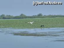 [P02] Un pelican pe lacul Trei Iezere , primul pe care l-am vazut de aproape in acea zi » foto by TORA INGRID
 - 
<span class="allrVoted glyphicon glyphicon-heart hidden" id="av82386"></span>
<a class="m-l-10 hidden" id="sv82386" onclick="voting_Foto_DelVot(,82386,5978)" role="button">șterge vot <span class="glyphicon glyphicon-remove"></span></a>
<a id="v982386" class=" c-red"  onclick="voting_Foto_SetVot(82386)" role="button"><span class="glyphicon glyphicon-heart-empty"></span> <b>LIKE</b> = Votează poza</a> <img class="hidden"  id="f82386W9" src="/imagini/loader.gif" border="0" /><span class="AjErrMes hidden" id="e82386ErM"></span>
