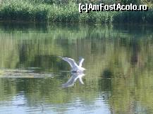 [P22] Un pescarus  in actiune  , pescuieste si dupa ce-a plonjat , se ridica  rapid » foto by TORA INGRID
 - 
<span class="allrVoted glyphicon glyphicon-heart hidden" id="av82406"></span>
<a class="m-l-10 hidden" id="sv82406" onclick="voting_Foto_DelVot(,82406,5978)" role="button">șterge vot <span class="glyphicon glyphicon-remove"></span></a>
<a id="v982406" class=" c-red"  onclick="voting_Foto_SetVot(82406)" role="button"><span class="glyphicon glyphicon-heart-empty"></span> <b>LIKE</b> = Votează poza</a> <img class="hidden"  id="f82406W9" src="/imagini/loader.gif" border="0" /><span class="AjErrMes hidden" id="e82406ErM"></span>