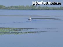 [P03] Un alt pelican pe lacul Bogdaproste » foto by TORA INGRID
 - 
<span class="allrVoted glyphicon glyphicon-heart hidden" id="av82387"></span>
<a class="m-l-10 hidden" id="sv82387" onclick="voting_Foto_DelVot(,82387,5978)" role="button">șterge vot <span class="glyphicon glyphicon-remove"></span></a>
<a id="v982387" class=" c-red"  onclick="voting_Foto_SetVot(82387)" role="button"><span class="glyphicon glyphicon-heart-empty"></span> <b>LIKE</b> = Votează poza</a> <img class="hidden"  id="f82387W9" src="/imagini/loader.gif" border="0" /><span class="AjErrMes hidden" id="e82387ErM"></span>