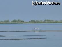 [P04] Si inca un pelican planand , gata sa se lase pe apa. E uimitor cum o pasare aparent greoaie si imensa poate sa zboare asa de delicat » foto by TORA INGRID
 - 
<span class="allrVoted glyphicon glyphicon-heart hidden" id="av82388"></span>
<a class="m-l-10 hidden" id="sv82388" onclick="voting_Foto_DelVot(,82388,5978)" role="button">șterge vot <span class="glyphicon glyphicon-remove"></span></a>
<a id="v982388" class=" c-red"  onclick="voting_Foto_SetVot(82388)" role="button"><span class="glyphicon glyphicon-heart-empty"></span> <b>LIKE</b> = Votează poza</a> <img class="hidden"  id="f82388W9" src="/imagini/loader.gif" border="0" /><span class="AjErrMes hidden" id="e82388ErM"></span>