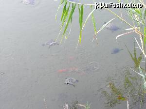 [P10] Broscutele testoase din lacul Mavrobara.  » foto by bullet123
 - 
<span class="allrVoted glyphicon glyphicon-heart hidden" id="av632030"></span>
<a class="m-l-10 hidden" id="sv632030" onclick="voting_Foto_DelVot(,632030,6028)" role="button">șterge vot <span class="glyphicon glyphicon-remove"></span></a>
<a id="v9632030" class=" c-red"  onclick="voting_Foto_SetVot(632030)" role="button"><span class="glyphicon glyphicon-heart-empty"></span> <b>LIKE</b> = Votează poza</a> <img class="hidden"  id="f632030W9" src="/imagini/loader.gif" border="0" /><span class="AjErrMes hidden" id="e632030ErM"></span>