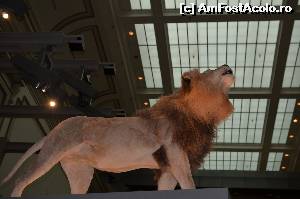 [P15] Museum of natural history » foto by Lacrimioara*
 - 
<span class="allrVoted glyphicon glyphicon-heart hidden" id="av539316"></span>
<a class="m-l-10 hidden" id="sv539316" onclick="voting_Foto_DelVot(,539316,6029)" role="button">șterge vot <span class="glyphicon glyphicon-remove"></span></a>
<a id="v9539316" class=" c-red"  onclick="voting_Foto_SetVot(539316)" role="button"><span class="glyphicon glyphicon-heart-empty"></span> <b>LIKE</b> = Votează poza</a> <img class="hidden"  id="f539316W9" src="/imagini/loader.gif" border="0" /><span class="AjErrMes hidden" id="e539316ErM"></span>