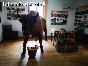 [P18] O parte a micului muzeu din Centrul de Informații Turistice » foto by crismis
 - 
<span class="allrVoted glyphicon glyphicon-heart hidden" id="av1167093"></span>
<a class="m-l-10 hidden" id="sv1167093" onclick="voting_Foto_DelVot(,1167093,6050)" role="button">șterge vot <span class="glyphicon glyphicon-remove"></span></a>
<a id="v91167093" class=" c-red"  onclick="voting_Foto_SetVot(1167093)" role="button"><span class="glyphicon glyphicon-heart-empty"></span> <b>LIKE</b> = Votează poza</a> <img class="hidden"  id="f1167093W9" src="/imagini/loader.gif" border="0" /><span class="AjErrMes hidden" id="e1167093ErM"></span>
