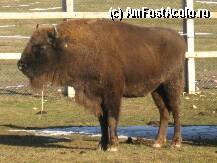 [P01] Zimbru bucurandu-se de soarele de primavara » foto by krondia*
 - 
<span class="allrVoted glyphicon glyphicon-heart hidden" id="av41179"></span>
<a class="m-l-10 hidden" id="sv41179" onclick="voting_Foto_DelVot(,41179,6050)" role="button">șterge vot <span class="glyphicon glyphicon-remove"></span></a>
<a id="v941179" class=" c-red"  onclick="voting_Foto_SetVot(41179)" role="button"><span class="glyphicon glyphicon-heart-empty"></span> <b>LIKE</b> = Votează poza</a> <img class="hidden"  id="f41179W9" src="/imagini/loader.gif" border="0" /><span class="AjErrMes hidden" id="e41179ErM"></span>