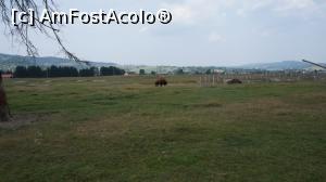 [P20]  -- <small>// FĂRĂ DESCRIERE</small> » foto by GIN2015*
 - 
<span class="allrVoted glyphicon glyphicon-heart hidden" id="av807283"></span>
<a class="m-l-10 hidden" id="sv807283" onclick="voting_Foto_DelVot(,807283,6050)" role="button">șterge vot <span class="glyphicon glyphicon-remove"></span></a>
<a id="v9807283" class=" c-red"  onclick="voting_Foto_SetVot(807283)" role="button"><span class="glyphicon glyphicon-heart-empty"></span> <b>LIKE</b> = Votează poza</a> <img class="hidden"  id="f807283W9" src="/imagini/loader.gif" border="0" /><span class="AjErrMes hidden" id="e807283ErM"></span>