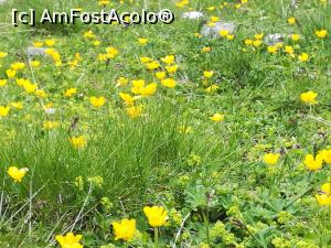 [P63] O altă pășune colorată de floricele galbene (probabil Piciorul Cocoșului) » foto by Mika
 - 
<span class="allrVoted glyphicon glyphicon-heart hidden" id="av1168507"></span>
<a class="m-l-10 hidden" id="sv1168507" onclick="voting_Foto_DelVot(,1168507,6055)" role="button">șterge vot <span class="glyphicon glyphicon-remove"></span></a>
<a id="v91168507" class=" c-red"  onclick="voting_Foto_SetVot(1168507)" role="button"><span class="glyphicon glyphicon-heart-empty"></span> <b>LIKE</b> = Votează poza</a> <img class="hidden"  id="f1168507W9" src="/imagini/loader.gif" border="0" /><span class="AjErrMes hidden" id="e1168507ErM"></span>