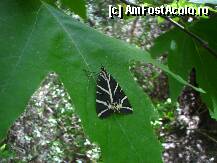 [P14] SPECIA PANAXIA QUADRIPUNCTARIA CE INVADEAZA VALEA IN PERIOADA IUNIE AUGUST... » foto by simona sabau
 - 
<span class="allrVoted glyphicon glyphicon-heart hidden" id="av86313"></span>
<a class="m-l-10 hidden" id="sv86313" onclick="voting_Foto_DelVot(,86313,6057)" role="button">șterge vot <span class="glyphicon glyphicon-remove"></span></a>
<a id="v986313" class=" c-red"  onclick="voting_Foto_SetVot(86313)" role="button"><span class="glyphicon glyphicon-heart-empty"></span> <b>LIKE</b> = Votează poza</a> <img class="hidden"  id="f86313W9" src="/imagini/loader.gif" border="0" /><span class="AjErrMes hidden" id="e86313ErM"></span>