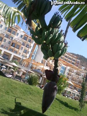 [P01] Banane la Kefaluka » foto by decuadi
 - 
<span class="allrVoted glyphicon glyphicon-heart hidden" id="av699842"></span>
<a class="m-l-10 hidden" id="sv699842" onclick="voting_Foto_DelVot(,699842,6065)" role="button">șterge vot <span class="glyphicon glyphicon-remove"></span></a>
<a id="v9699842" class=" c-red"  onclick="voting_Foto_SetVot(699842)" role="button"><span class="glyphicon glyphicon-heart-empty"></span> <b>LIKE</b> = Votează poza</a> <img class="hidden"  id="f699842W9" src="/imagini/loader.gif" border="0" /><span class="AjErrMes hidden" id="e699842ErM"></span>