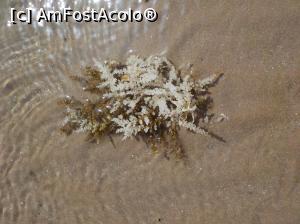 [P04] Plaja din mijlocul coralilor iti dezvaluie o lume incredibila » foto by cristianam
 - 
<span class="allrVoted glyphicon glyphicon-heart hidden" id="av960032"></span>
<a class="m-l-10 hidden" id="sv960032" onclick="voting_Foto_DelVot(,960032,6083)" role="button">șterge vot <span class="glyphicon glyphicon-remove"></span></a>
<a id="v9960032" class=" c-red"  onclick="voting_Foto_SetVot(960032)" role="button"><span class="glyphicon glyphicon-heart-empty"></span> <b>LIKE</b> = Votează poza</a> <img class="hidden"  id="f960032W9" src="/imagini/loader.gif" border="0" /><span class="AjErrMes hidden" id="e960032ErM"></span>
