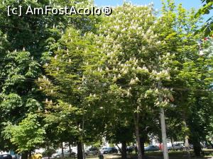 [P08] Bulevardul Castanilor, Ploiești.  » foto by mihaelavoicu
 - 
<span class="allrVoted glyphicon glyphicon-heart hidden" id="av963510"></span>
<a class="m-l-10 hidden" id="sv963510" onclick="voting_Foto_DelVot(,963510,6204)" role="button">șterge vot <span class="glyphicon glyphicon-remove"></span></a>
<a id="v9963510" class=" c-red"  onclick="voting_Foto_SetVot(963510)" role="button"><span class="glyphicon glyphicon-heart-empty"></span> <b>LIKE</b> = Votează poza</a> <img class="hidden"  id="f963510W9" src="/imagini/loader.gif" border="0" /><span class="AjErrMes hidden" id="e963510ErM"></span>