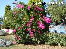 [P03] O parte din decorurile florale si leandri. » foto by BOGDAN DSN
 - 
<span class="allrVoted glyphicon glyphicon-heart hidden" id="av90031"></span>
<a class="m-l-10 hidden" id="sv90031" onclick="voting_Foto_DelVot(,90031,6217)" role="button">șterge vot <span class="glyphicon glyphicon-remove"></span></a>
<a id="v990031" class=" c-red"  onclick="voting_Foto_SetVot(90031)" role="button"><span class="glyphicon glyphicon-heart-empty"></span> <b>LIKE</b> = Votează poza</a> <img class="hidden"  id="f90031W9" src="/imagini/loader.gif" border="0" /><span class="AjErrMes hidden" id="e90031ErM"></span>