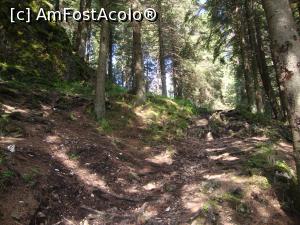 [P36] Urcăm prin pădure; mergem la Stânca Șoimului.  » foto by Floryn81
 - 
<span class="allrVoted glyphicon glyphicon-heart hidden" id="av756683"></span>
<a class="m-l-10 hidden" id="sv756683" onclick="voting_Foto_DelVot(,756683,6227)" role="button">șterge vot <span class="glyphicon glyphicon-remove"></span></a>
<a id="v9756683" class=" c-red"  onclick="voting_Foto_SetVot(756683)" role="button"><span class="glyphicon glyphicon-heart-empty"></span> <b>LIKE</b> = Votează poza</a> <img class="hidden"  id="f756683W9" src="/imagini/loader.gif" border="0" /><span class="AjErrMes hidden" id="e756683ErM"></span>