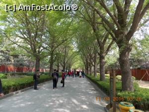 [P03] Beijing, Templul Lama, Calea imperială mărginită de platani » foto by mprofeanu
 - 
<span class="allrVoted glyphicon glyphicon-heart hidden" id="av831267"></span>
<a class="m-l-10 hidden" id="sv831267" onclick="voting_Foto_DelVot(,831267,6234)" role="button">șterge vot <span class="glyphicon glyphicon-remove"></span></a>
<a id="v9831267" class=" c-red"  onclick="voting_Foto_SetVot(831267)" role="button"><span class="glyphicon glyphicon-heart-empty"></span> <b>LIKE</b> = Votează poza</a> <img class="hidden"  id="f831267W9" src="/imagini/loader.gif" border="0" /><span class="AjErrMes hidden" id="e831267ErM"></span>