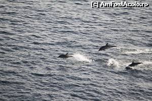 [P13] Delfinii ne-au insotit in Stramtoarea Gibraltar.  » foto by traian53
 - 
<span class="allrVoted glyphicon glyphicon-heart hidden" id="av570493"></span>
<a class="m-l-10 hidden" id="sv570493" onclick="voting_Foto_DelVot(,570493,6238)" role="button">șterge vot <span class="glyphicon glyphicon-remove"></span></a>
<a id="v9570493" class=" c-red"  onclick="voting_Foto_SetVot(570493)" role="button"><span class="glyphicon glyphicon-heart-empty"></span> <b>LIKE</b> = Votează poza</a> <img class="hidden"  id="f570493W9" src="/imagini/loader.gif" border="0" /><span class="AjErrMes hidden" id="e570493ErM"></span>