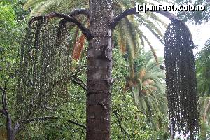 [P17] Un exemplar frumnos din Parcul central din Santa Cruz de Tenerife.  » foto by traian53
 - 
<span class="allrVoted glyphicon glyphicon-heart hidden" id="av572201"></span>
<a class="m-l-10 hidden" id="sv572201" onclick="voting_Foto_DelVot(,572201,6238)" role="button">șterge vot <span class="glyphicon glyphicon-remove"></span></a>
<a id="v9572201" class=" c-red"  onclick="voting_Foto_SetVot(572201)" role="button"><span class="glyphicon glyphicon-heart-empty"></span> <b>LIKE</b> = Votează poza</a> <img class="hidden"  id="f572201W9" src="/imagini/loader.gif" border="0" /><span class="AjErrMes hidden" id="e572201ErM"></span>