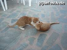 [P06] Pisici la tot pasul » foto by dogvl78
 - 
<span class="allrVoted glyphicon glyphicon-heart hidden" id="av131922"></span>
<a class="m-l-10 hidden" id="sv131922" onclick="voting_Foto_DelVot(,131922,6248)" role="button">șterge vot <span class="glyphicon glyphicon-remove"></span></a>
<a id="v9131922" class=" c-red"  onclick="voting_Foto_SetVot(131922)" role="button"><span class="glyphicon glyphicon-heart-empty"></span> <b>LIKE</b> = Votează poza</a> <img class="hidden"  id="f131922W9" src="/imagini/loader.gif" border="0" /><span class="AjErrMes hidden" id="e131922ErM"></span>