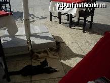 [P02] catenva dintre multele pisici care isi fac veacul si nevoile printre mese » foto by mario676767
 - 
<span class="allrVoted glyphicon glyphicon-heart hidden" id="av494763"></span>
<a class="m-l-10 hidden" id="sv494763" onclick="voting_Foto_DelVot(,494763,6269)" role="button">șterge vot <span class="glyphicon glyphicon-remove"></span></a>
<a id="v9494763" class=" c-red"  onclick="voting_Foto_SetVot(494763)" role="button"><span class="glyphicon glyphicon-heart-empty"></span> <b>LIKE</b> = Votează poza</a> <img class="hidden"  id="f494763W9" src="/imagini/loader.gif" border="0" /><span class="AjErrMes hidden" id="e494763ErM"></span>