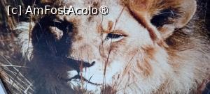 [P25] Zoo Oradea » foto by Mioritik
 - 
<span class="allrVoted glyphicon glyphicon-heart hidden" id="av1400203"></span>
<a class="m-l-10 hidden" id="sv1400203" onclick="voting_Foto_DelVot(,1400203,6275)" role="button">șterge vot <span class="glyphicon glyphicon-remove"></span></a>
<a id="v91400203" class=" c-red"  onclick="voting_Foto_SetVot(1400203)" role="button"><span class="glyphicon glyphicon-heart-empty"></span> <b>LIKE</b> = Votează poza</a> <img class="hidden"  id="f1400203W9" src="/imagini/loader.gif" border="0" /><span class="AjErrMes hidden" id="e1400203ErM"></span>