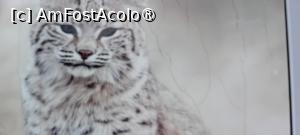 [P26] Zoo Oradea » foto by Mioritik
 - 
<span class="allrVoted glyphicon glyphicon-heart hidden" id="av1400204"></span>
<a class="m-l-10 hidden" id="sv1400204" onclick="voting_Foto_DelVot(,1400204,6275)" role="button">șterge vot <span class="glyphicon glyphicon-remove"></span></a>
<a id="v91400204" class=" c-red"  onclick="voting_Foto_SetVot(1400204)" role="button"><span class="glyphicon glyphicon-heart-empty"></span> <b>LIKE</b> = Votează poza</a> <img class="hidden"  id="f1400204W9" src="/imagini/loader.gif" border="0" /><span class="AjErrMes hidden" id="e1400204ErM"></span>