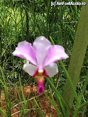 [P21] Specia de orhideea- simbolul orasului-stat Singapore » foto by eduardradupaul*
 - 
<span class="allrVoted glyphicon glyphicon-heart hidden" id="av410200"></span>
<a class="m-l-10 hidden" id="sv410200" onclick="voting_Foto_DelVot(,410200,6314)" role="button">șterge vot <span class="glyphicon glyphicon-remove"></span></a>
<a id="v9410200" class=" c-red"  onclick="voting_Foto_SetVot(410200)" role="button"><span class="glyphicon glyphicon-heart-empty"></span> <b>LIKE</b> = Votează poza</a> <img class="hidden"  id="f410200W9" src="/imagini/loader.gif" border="0" /><span class="AjErrMes hidden" id="e410200ErM"></span>