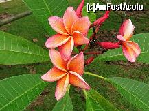 [P02] Plumeria, floarea de ficus » foto by badge®
 - 
<span class="allrVoted glyphicon glyphicon-heart hidden" id="av171548"></span>
<a class="m-l-10 hidden" id="sv171548" onclick="voting_Foto_DelVot(,171548,6314)" role="button">șterge vot <span class="glyphicon glyphicon-remove"></span></a>
<a id="v9171548" class=" c-red"  onclick="voting_Foto_SetVot(171548)" role="button"><span class="glyphicon glyphicon-heart-empty"></span> <b>LIKE</b> = Votează poza</a> <img class="hidden"  id="f171548W9" src="/imagini/loader.gif" border="0" /><span class="AjErrMes hidden" id="e171548ErM"></span>