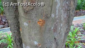 [P36] Arborele de scortisoara…. asa l-am gasit, recunosc…. am mirosit si noi » foto by mecut
 - 
<span class="allrVoted glyphicon glyphicon-heart hidden" id="av1141306"></span>
<a class="m-l-10 hidden" id="sv1141306" onclick="voting_Foto_DelVot(,1141306,6314)" role="button">șterge vot <span class="glyphicon glyphicon-remove"></span></a>
<a id="v91141306" class=" c-red"  onclick="voting_Foto_SetVot(1141306)" role="button"><span class="glyphicon glyphicon-heart-empty"></span> <b>LIKE</b> = Votează poza</a> <img class="hidden"  id="f1141306W9" src="/imagini/loader.gif" border="0" /><span class="AjErrMes hidden" id="e1141306ErM"></span>