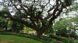 [P38] Un copac de patrimoniu in Raffles Garden - Rain tree » foto by mecut
 - 
<span class="allrVoted glyphicon glyphicon-heart hidden" id="av1141308"></span>
<a class="m-l-10 hidden" id="sv1141308" onclick="voting_Foto_DelVot(,1141308,6314)" role="button">șterge vot <span class="glyphicon glyphicon-remove"></span></a>
<a id="v91141308" class=" c-red"  onclick="voting_Foto_SetVot(1141308)" role="button"><span class="glyphicon glyphicon-heart-empty"></span> <b>LIKE</b> = Votează poza</a> <img class="hidden"  id="f1141308W9" src="/imagini/loader.gif" border="0" /><span class="AjErrMes hidden" id="e1141308ErM"></span>