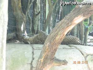 [P28] mata tot mata... sau leopard » foto by andreea72
 - 
<span class="allrVoted glyphicon glyphicon-heart hidden" id="av506531"></span>
<a class="m-l-10 hidden" id="sv506531" onclick="voting_Foto_DelVot(,506531,6314)" role="button">șterge vot <span class="glyphicon glyphicon-remove"></span></a>
<a id="v9506531" class=" c-red"  onclick="voting_Foto_SetVot(506531)" role="button"><span class="glyphicon glyphicon-heart-empty"></span> <b>LIKE</b> = Votează poza</a> <img class="hidden"  id="f506531W9" src="/imagini/loader.gif" border="0" /><span class="AjErrMes hidden" id="e506531ErM"></span>