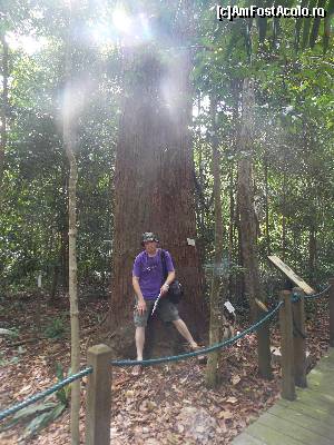 [P11] Jelutong , din al cărui latex se producea, în trecut, guma de mestecat, Rain Forest » foto by mprofeanu
 - 
<span class="allrVoted glyphicon glyphicon-heart hidden" id="av602784"></span>
<a class="m-l-10 hidden" id="sv602784" onclick="voting_Foto_DelVot(,602784,6314)" role="button">șterge vot <span class="glyphicon glyphicon-remove"></span></a>
<a id="v9602784" class=" c-red"  onclick="voting_Foto_SetVot(602784)" role="button"><span class="glyphicon glyphicon-heart-empty"></span> <b>LIKE</b> = Votează poza</a> <img class="hidden"  id="f602784W9" src="/imagini/loader.gif" border="0" /><span class="AjErrMes hidden" id="e602784ErM"></span>