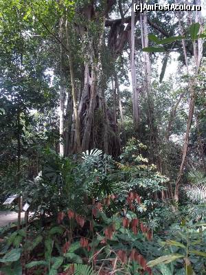 [P12] Smochinul strangulator, Rain Forest » foto by mprofeanu
 - 
<span class="allrVoted glyphicon glyphicon-heart hidden" id="av602789"></span>
<a class="m-l-10 hidden" id="sv602789" onclick="voting_Foto_DelVot(,602789,6314)" role="button">șterge vot <span class="glyphicon glyphicon-remove"></span></a>
<a id="v9602789" class=" c-red"  onclick="voting_Foto_SetVot(602789)" role="button"><span class="glyphicon glyphicon-heart-empty"></span> <b>LIKE</b> = Votează poza</a> <img class="hidden"  id="f602789W9" src="/imagini/loader.gif" border="0" /><span class="AjErrMes hidden" id="e602789ErM"></span>