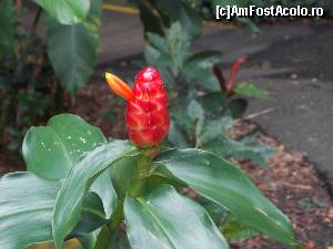 [P18] A inceput sa infloreasca! Ginger Garden » foto by mprofeanu
 - 
<span class="allrVoted glyphicon glyphicon-heart hidden" id="av602806"></span>
<a class="m-l-10 hidden" id="sv602806" onclick="voting_Foto_DelVot(,602806,6314)" role="button">șterge vot <span class="glyphicon glyphicon-remove"></span></a>
<a id="v9602806" class=" c-red"  onclick="voting_Foto_SetVot(602806)" role="button"><span class="glyphicon glyphicon-heart-empty"></span> <b>LIKE</b> = Votează poza</a> <img class="hidden"  id="f602806W9" src="/imagini/loader.gif" border="0" /><span class="AjErrMes hidden" id="e602806ErM"></span>