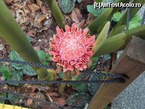 [P19] Ginger, aproape de pamant, vazut de sus » foto by mprofeanu
 - 
<span class="allrVoted glyphicon glyphicon-heart hidden" id="av602808"></span>
<a class="m-l-10 hidden" id="sv602808" onclick="voting_Foto_DelVot(,602808,6314)" role="button">șterge vot <span class="glyphicon glyphicon-remove"></span></a>
<a id="v9602808" class=" c-red"  onclick="voting_Foto_SetVot(602808)" role="button"><span class="glyphicon glyphicon-heart-empty"></span> <b>LIKE</b> = Votează poza</a> <img class="hidden"  id="f602808W9" src="/imagini/loader.gif" border="0" /><span class="AjErrMes hidden" id="e602808ErM"></span>