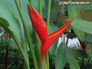 [P20] Ginger aproape inflorit » foto by mprofeanu
 - 
<span class="allrVoted glyphicon glyphicon-heart hidden" id="av602810"></span>
<a class="m-l-10 hidden" id="sv602810" onclick="voting_Foto_DelVot(,602810,6314)" role="button">șterge vot <span class="glyphicon glyphicon-remove"></span></a>
<a id="v9602810" class=" c-red"  onclick="voting_Foto_SetVot(602810)" role="button"><span class="glyphicon glyphicon-heart-empty"></span> <b>LIKE</b> = Votează poza</a> <img class="hidden"  id="f602810W9" src="/imagini/loader.gif" border="0" /><span class="AjErrMes hidden" id="e602810ErM"></span>