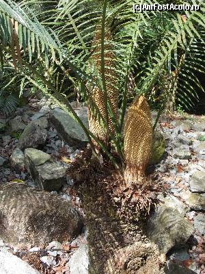 [P09] 'Ascensiunea ferigii', se observa aparitia sporilor Evolution Garden » foto by mprofeanu
 - 
<span class="allrVoted glyphicon glyphicon-heart hidden" id="av602760"></span>
<a class="m-l-10 hidden" id="sv602760" onclick="voting_Foto_DelVot(,602760,6314)" role="button">șterge vot <span class="glyphicon glyphicon-remove"></span></a>
<a id="v9602760" class=" c-red"  onclick="voting_Foto_SetVot(602760)" role="button"><span class="glyphicon glyphicon-heart-empty"></span> <b>LIKE</b> = Votează poza</a> <img class="hidden"  id="f602760W9" src="/imagini/loader.gif" border="0" /><span class="AjErrMes hidden" id="e602760ErM"></span>