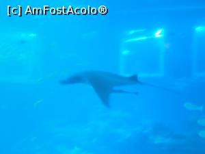 [P09] acvariul si celebrul Mantaray » foto by monaserban
 - 
<span class="allrVoted glyphicon glyphicon-heart hidden" id="av820886"></span>
<a class="m-l-10 hidden" id="sv820886" onclick="voting_Foto_DelVot(,820886,6314)" role="button">șterge vot <span class="glyphicon glyphicon-remove"></span></a>
<a id="v9820886" class=" c-red"  onclick="voting_Foto_SetVot(820886)" role="button"><span class="glyphicon glyphicon-heart-empty"></span> <b>LIKE</b> = Votează poza</a> <img class="hidden"  id="f820886W9" src="/imagini/loader.gif" border="0" /><span class="AjErrMes hidden" id="e820886ErM"></span>